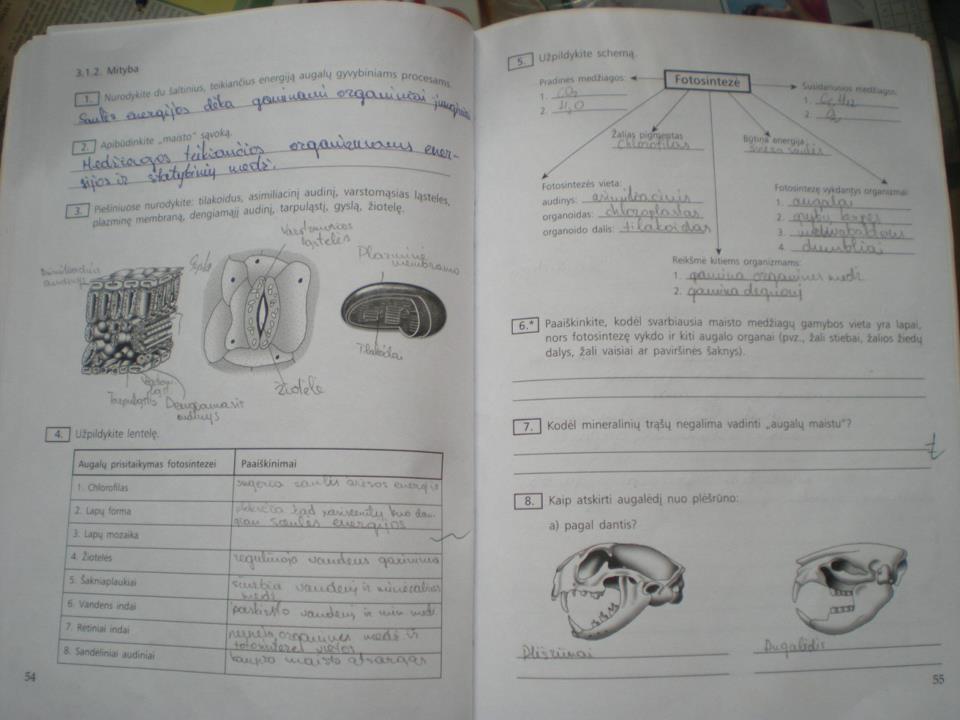 pratybu atsakymai