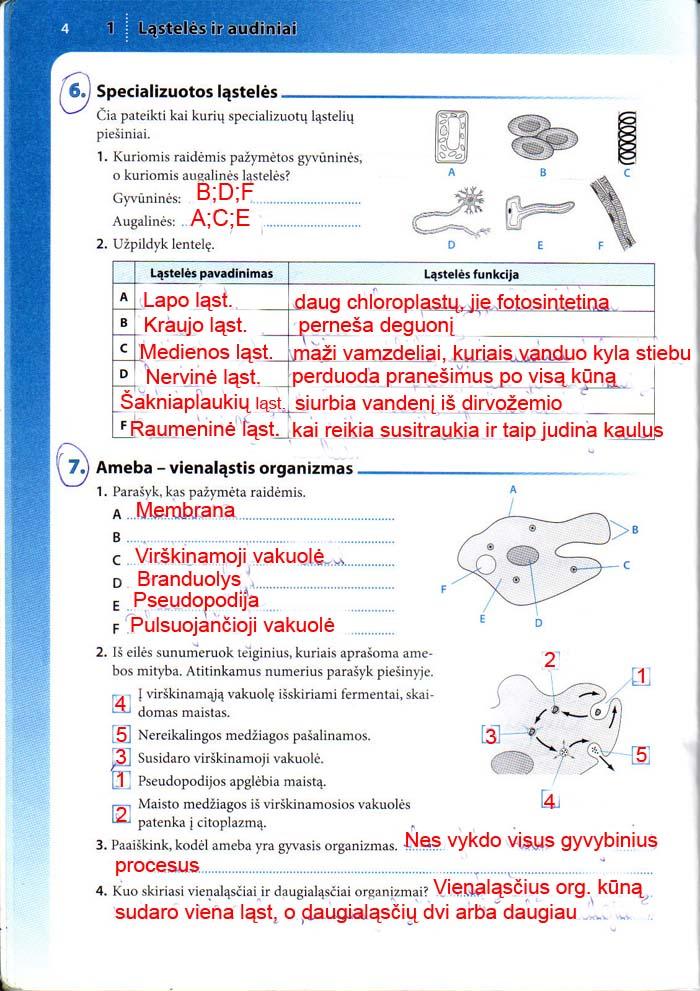 pratybu atsakymai