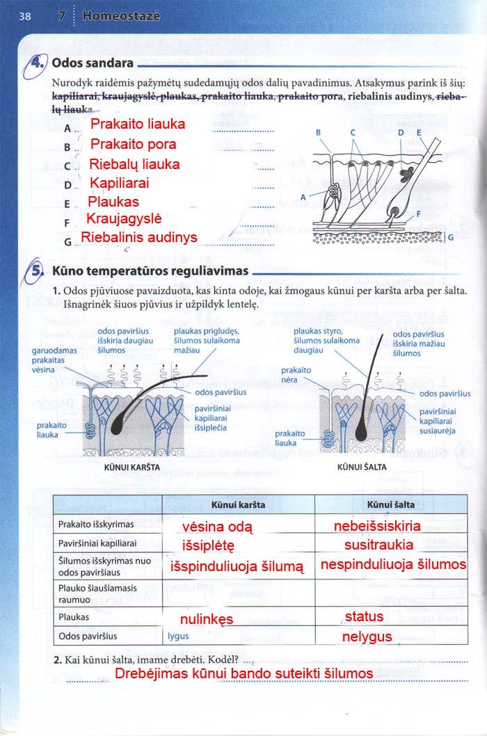 pratybu atsakymai