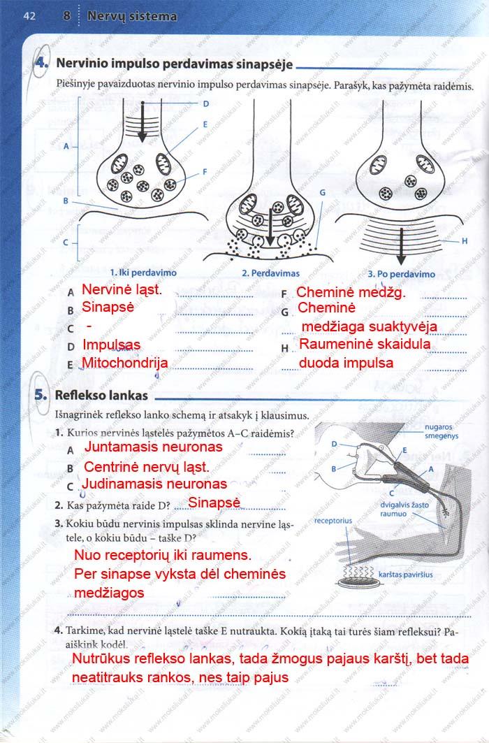 pratybu atsakymai