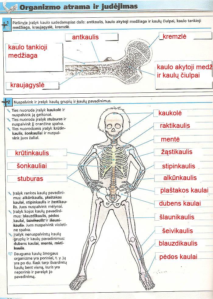 pratybu atsakymai